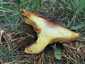 Rózsástövű fenyőtinóru (Suillus collinitus), Szigetmonostor
